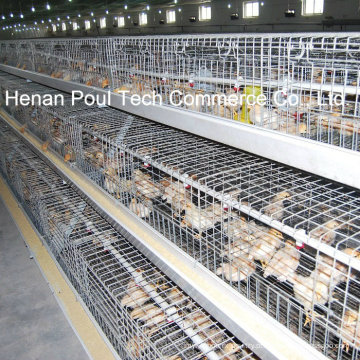 Equipamento para fazendas de aves domésticas Brooder Chicken Cage